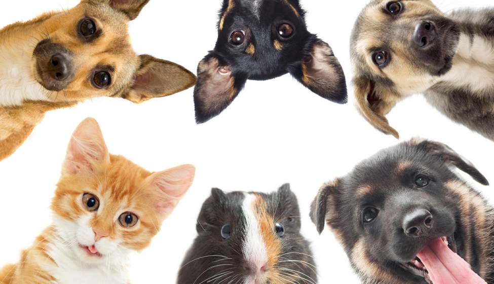 چند قدم کوتاه تا سلامت پوست و مو حیوانات خانگی شما!!!